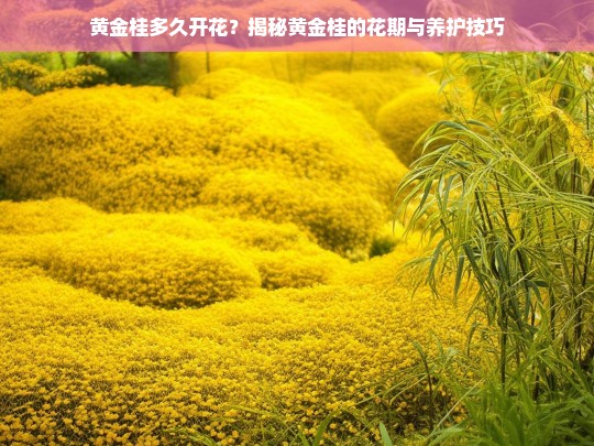 黄金桂多久开花？揭秘黄金桂的花期与养护技巧