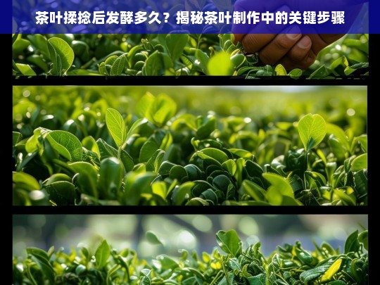 茶叶揉捻后发酵多久？揭秘茶叶制作中的关键步骤