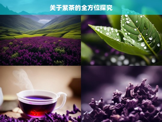 关于紫茶的全方位探究