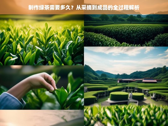 制作绿茶需要多久？从采摘到成品的全过程解析