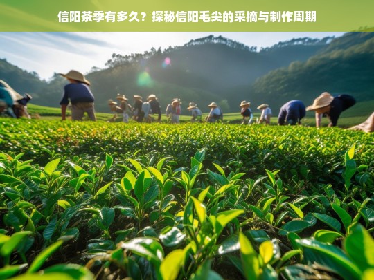 信阳茶季有多久？探秘信阳毛尖的采摘与制作周期