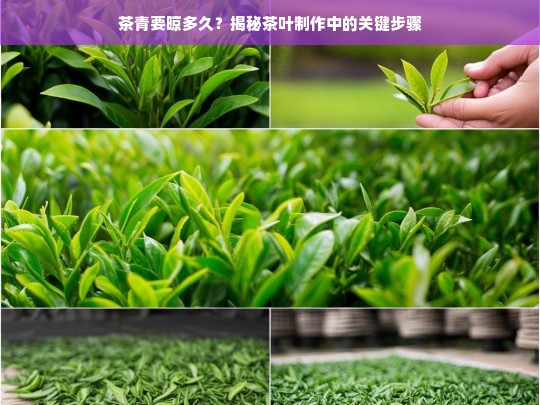 茶青要晾多久？揭秘茶叶制作中的关键步骤