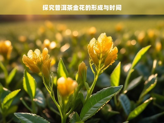 探究普洱茶金花的形成与时间