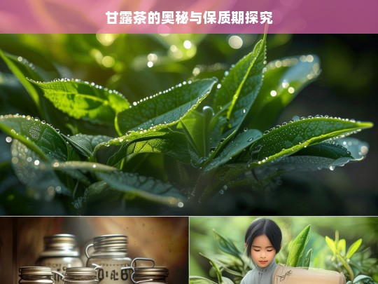 甘露茶的奥秘与保质期探究