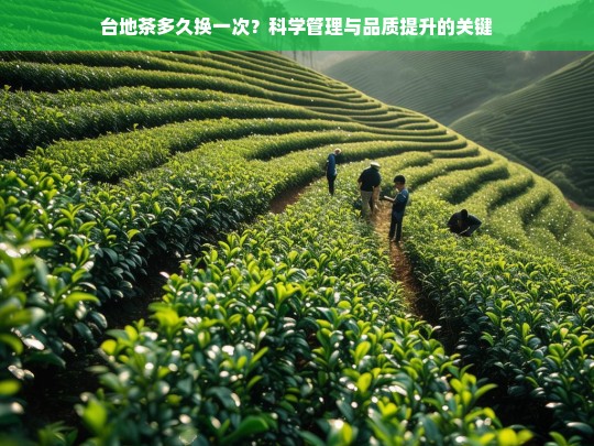 台地茶多久换一次？科学管理与品质提升的关键