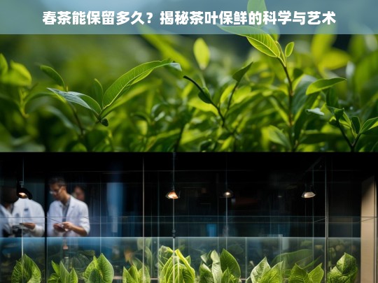 春茶能保留多久？揭秘茶叶保鲜的科学与艺术