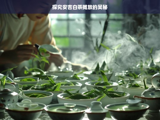 探究安吉白茶摊放的奥秘