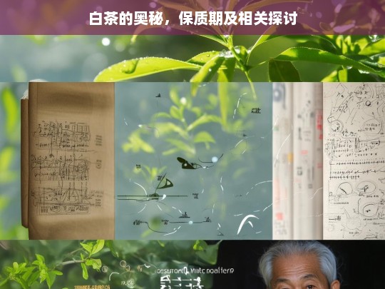 白茶的奥秘，保质期及相关探讨