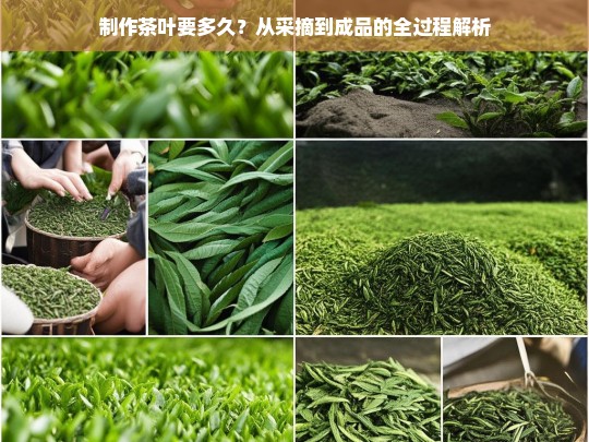 制作茶叶要多久？从采摘到成品的全过程解析