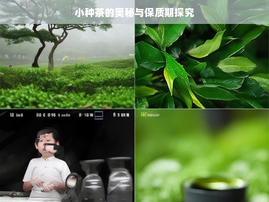 小种茶的奥秘与保质期探究