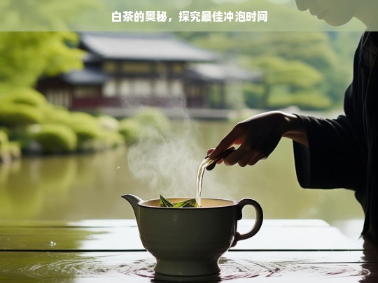 白茶的奥秘，探究最佳冲泡时间