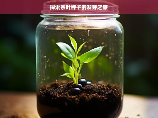 探索茶叶种子的发芽之旅