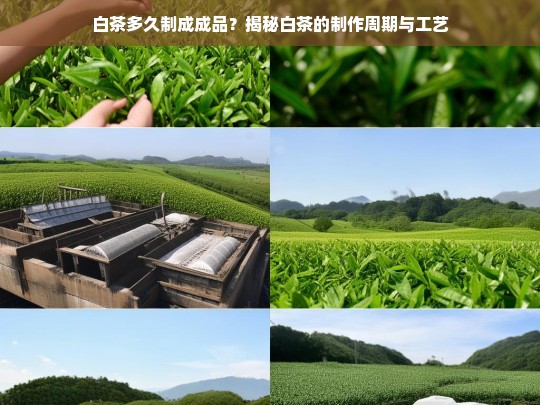 白茶多久制成成品？揭秘白茶的制作周期与工艺