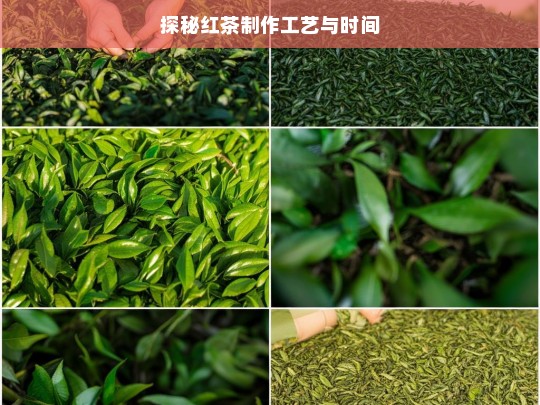 探秘红茶制作工艺与时间