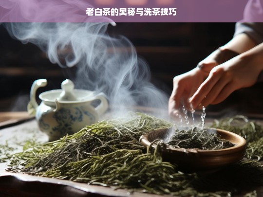 老白茶的奥秘与洗茶技巧