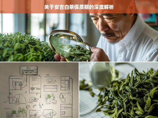 关于安吉白茶保质期的深度解析