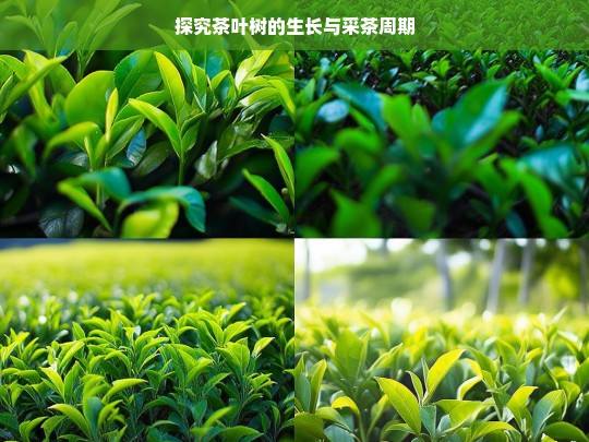 探究茶叶树的生长与采茶周期