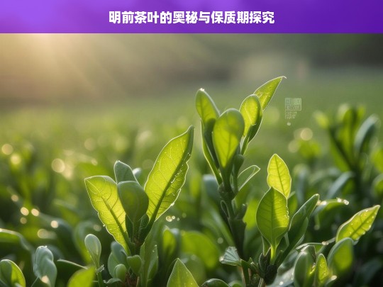 明前茶叶的奥秘与保质期探究