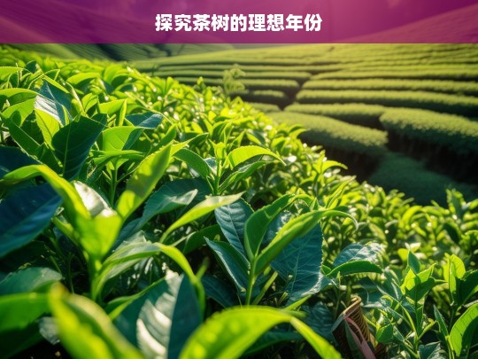 探究茶树的理想年份