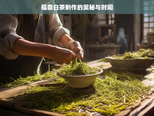 福鼎白茶制作的奥秘与时间