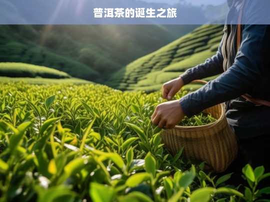 普洱茶的诞生之旅