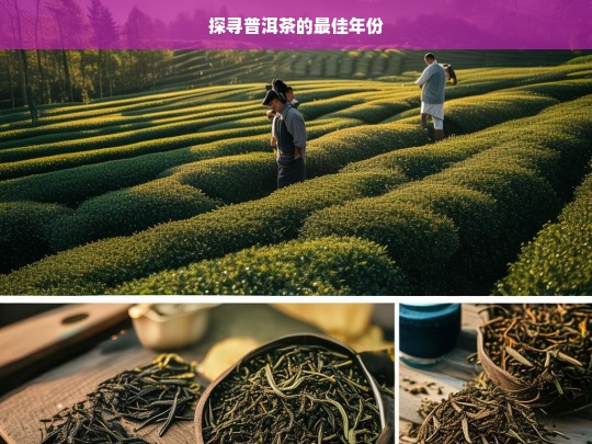 探寻普洱茶的最佳年份