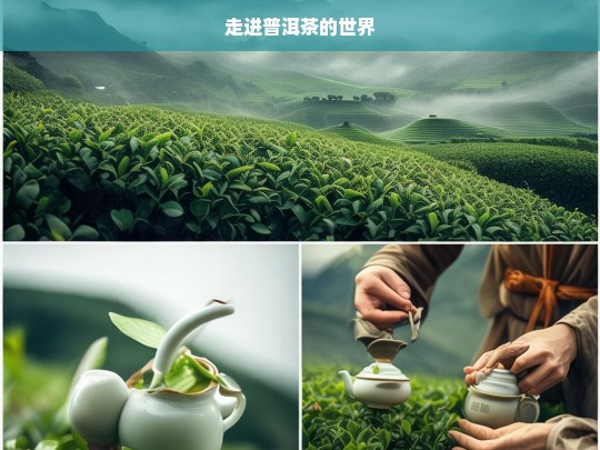 走进普洱茶的世界