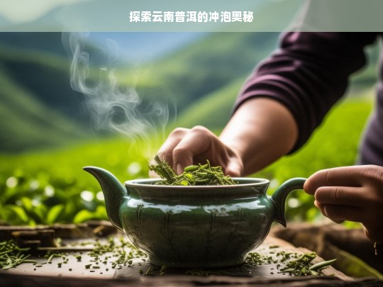 探索云南普洱的冲泡奥秘