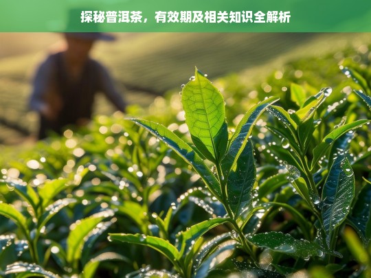 探秘普洱茶，有效期及相关知识全解析