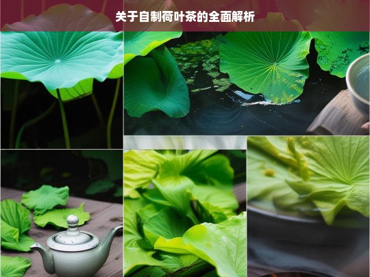 关于自制荷叶茶的全面解析