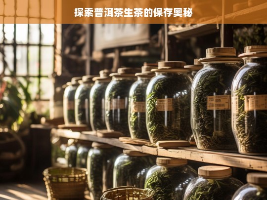 探索普洱茶生茶的保存奥秘