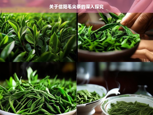 关于信阳毛尖茶的深入探究