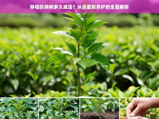 移植的茶树多久成活？从选苗到养护的全面解析