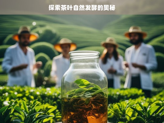 探索茶叶自然发酵的奥秘