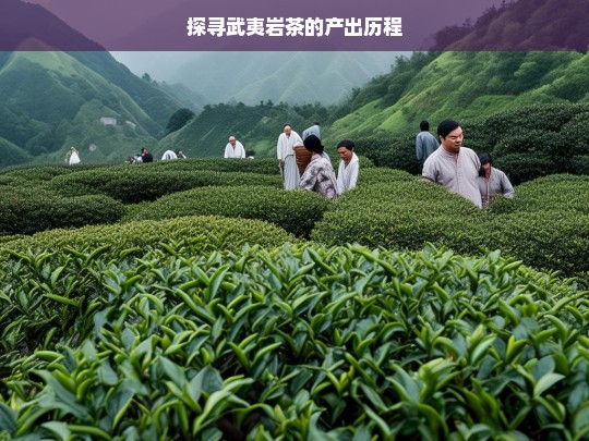 探寻武夷岩茶的产出历程