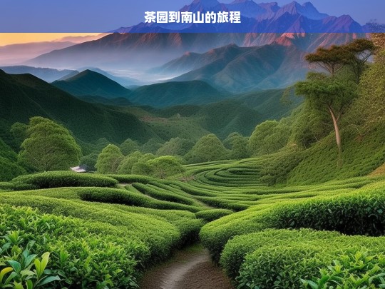 茶园到南山的旅程