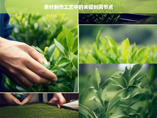 茶叶制作工艺中的关键时间节点