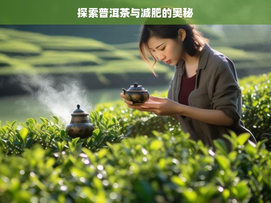 探索普洱茶与减肥的奥秘