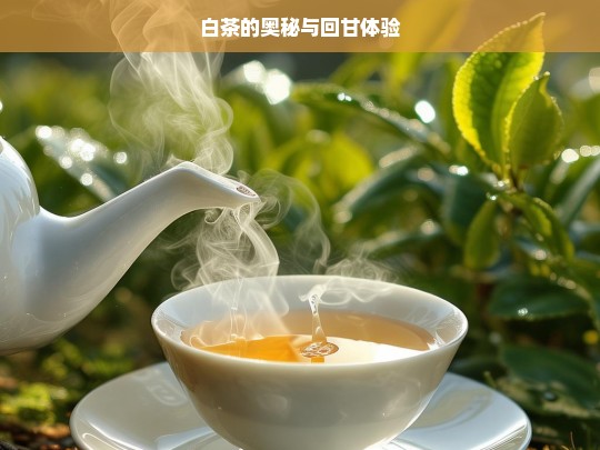 白茶的奥秘与回甘体验