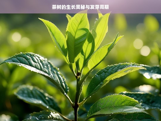 茶树的生长奥秘与发芽周期