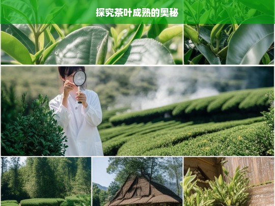 探究茶叶成熟的奥秘