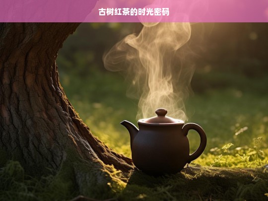 古树红茶的时光密码