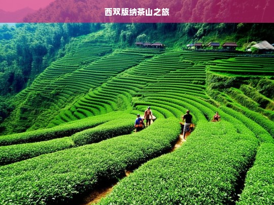 西双版纳茶山之旅