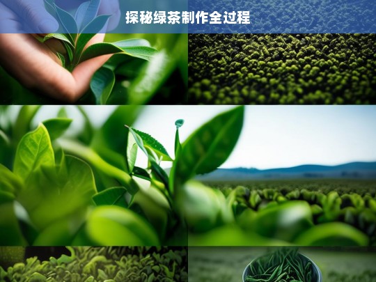 探秘绿茶制作全过程