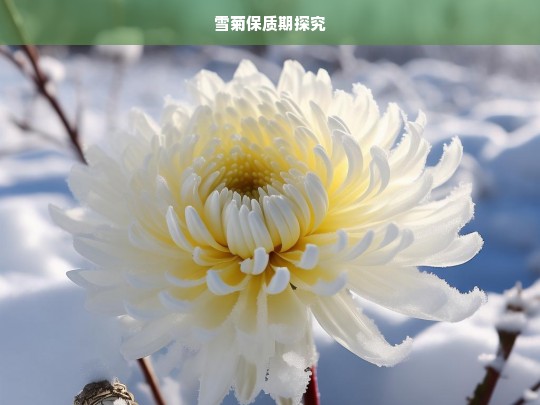 雪菊保质期探究