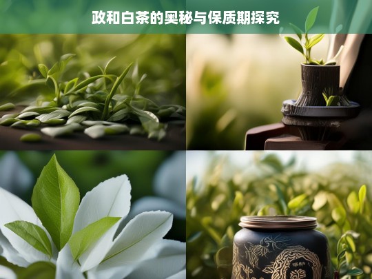 政和白茶的奥秘与保质期探究