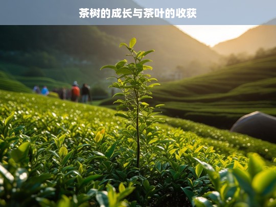 茶树的成长与茶叶的收获