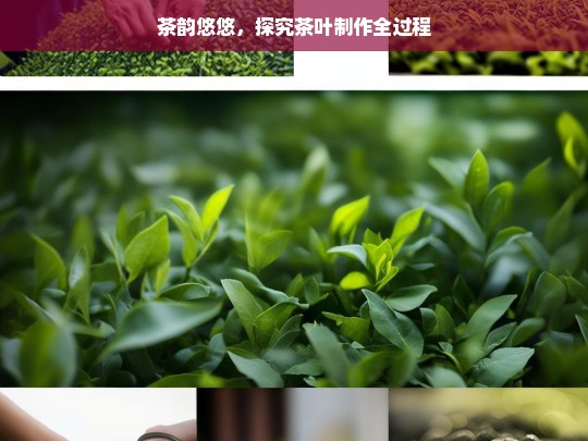 茶韵悠悠，探究茶叶制作全过程