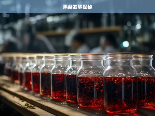 黑茶发酵探秘