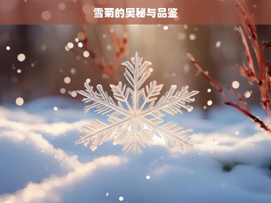 雪菊的奥秘与品鉴